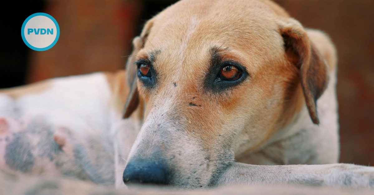 San Miguel stray dogs