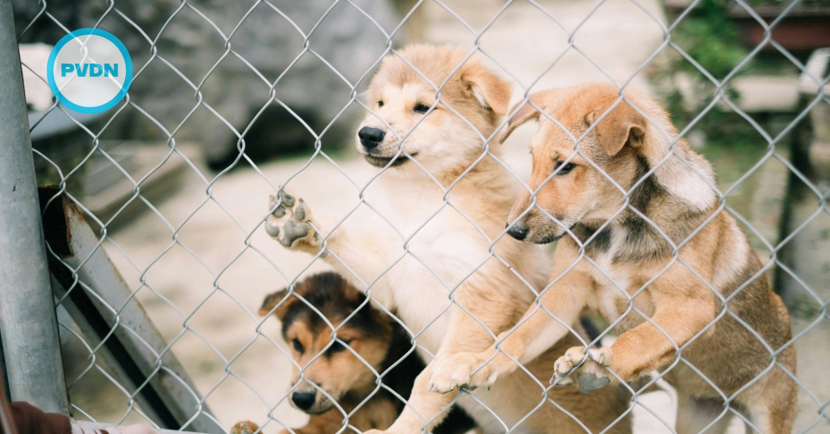 Vallarta animal adoption