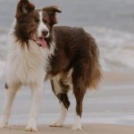 pet friendly puerto vallarta