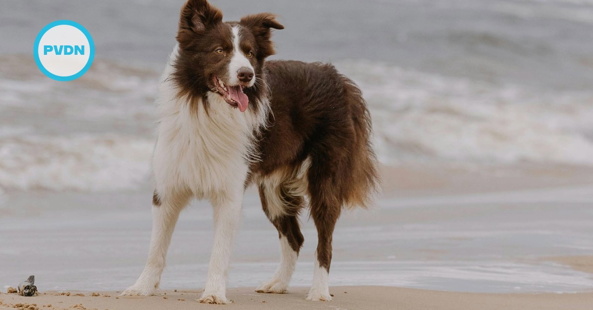 pet friendly puerto vallarta