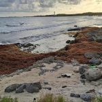 Atlantic sargassum belt triggers early in Riviera Maya