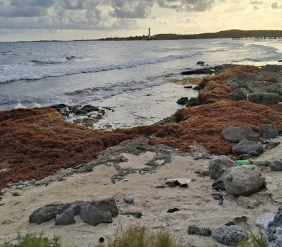 Atlantic sargassum belt triggers early in Riviera Maya