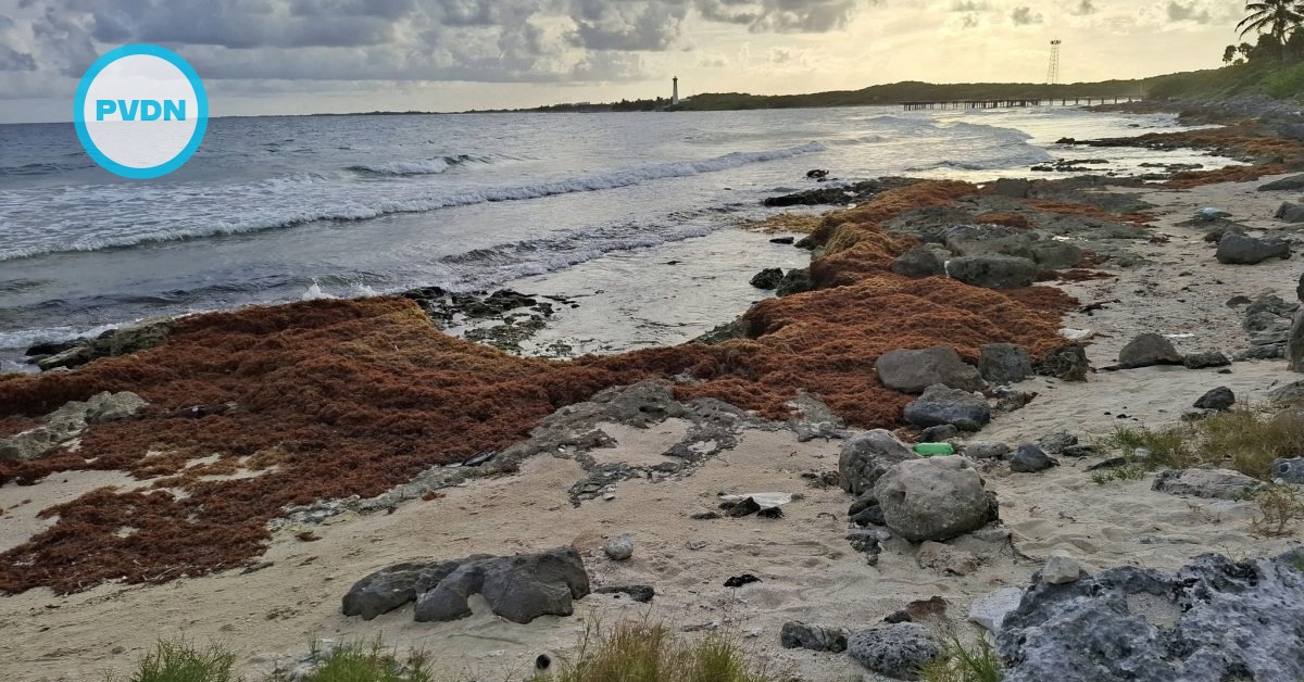 Atlantic sargassum belt triggers early in Riviera Maya