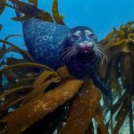 Baja California’s Kelp Forests Are Disappearing Fast