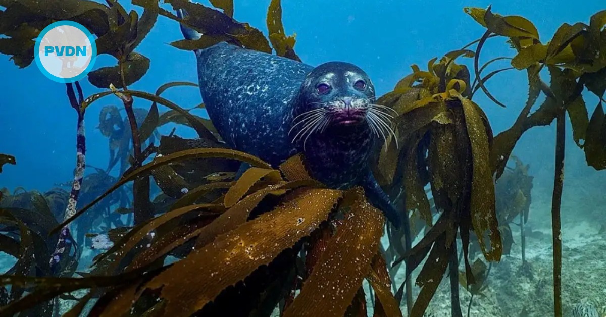 Baja California’s Kelp Forests Are Disappearing Fast