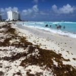 Cancún jolted by early sargassum after surada winds