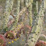 Charco del Ingenio lines up nature workshops this weekend