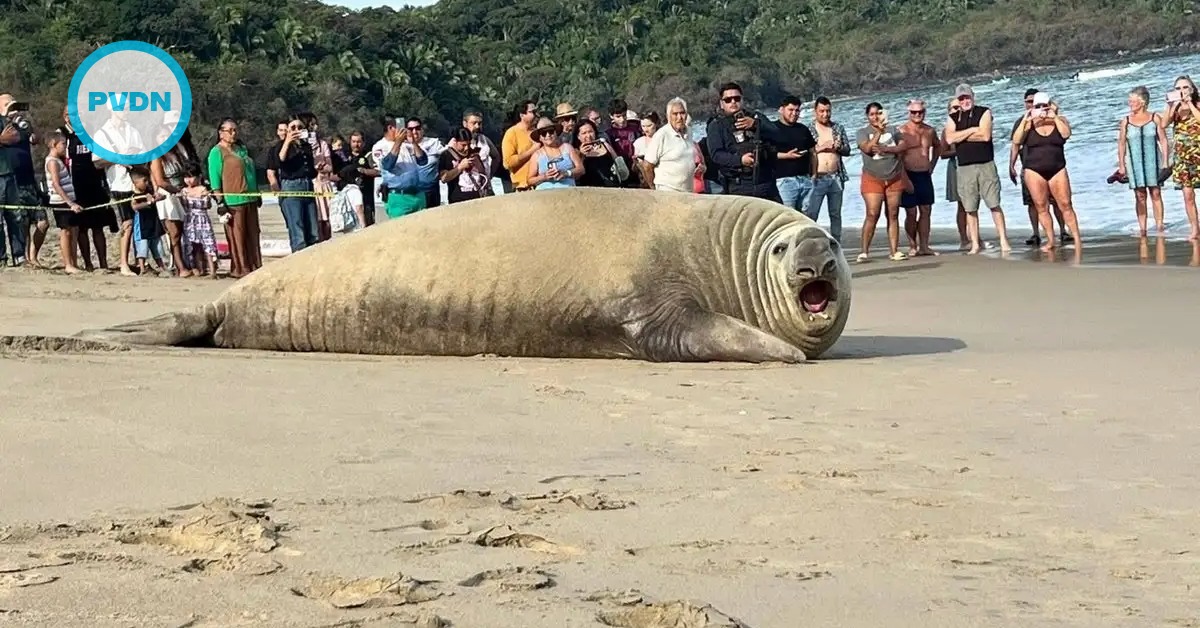 Giant elephant seal draws crowds on Los Ayala beach