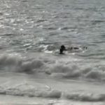 Lifeguard rescues swimmer swept away by current at Camarones Beach, Puerto Vallarta