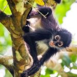 PROFEPA halts Xcalacoco clearing over spider monkey corridor