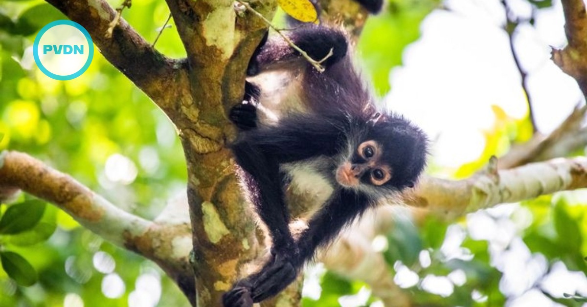 PROFEPA halts Xcalacoco clearing over spider monkey corridor