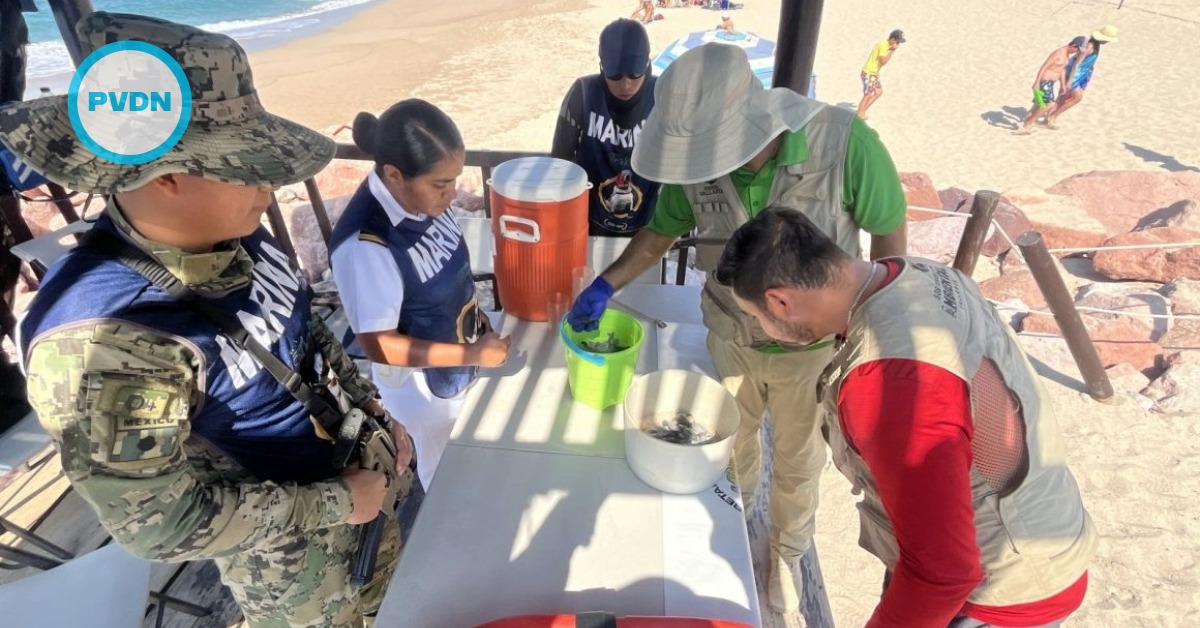 Puerto Vallarta turtle rescue