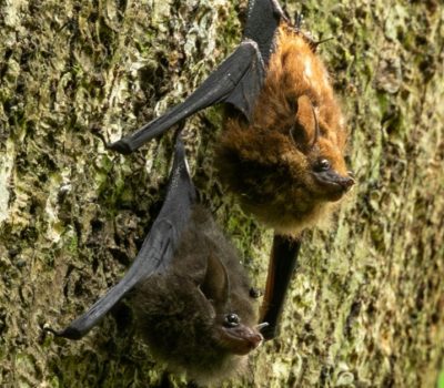 The climate price bats pay as heat and drought rise