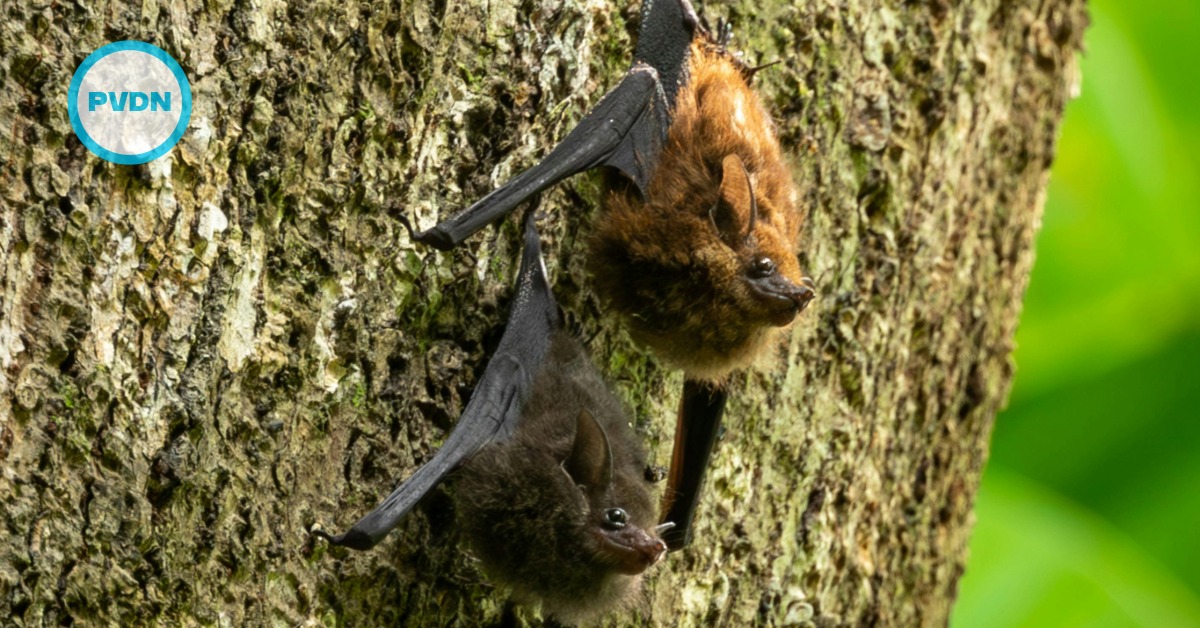 The climate price bats pay as heat and drought rise