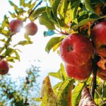 US apple antidumping probe
