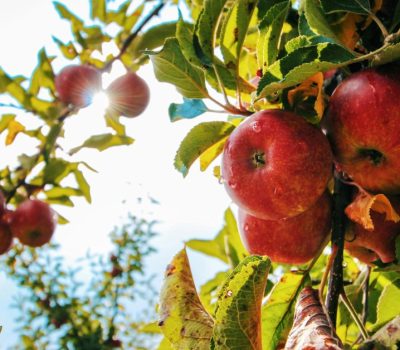 US apple antidumping probe