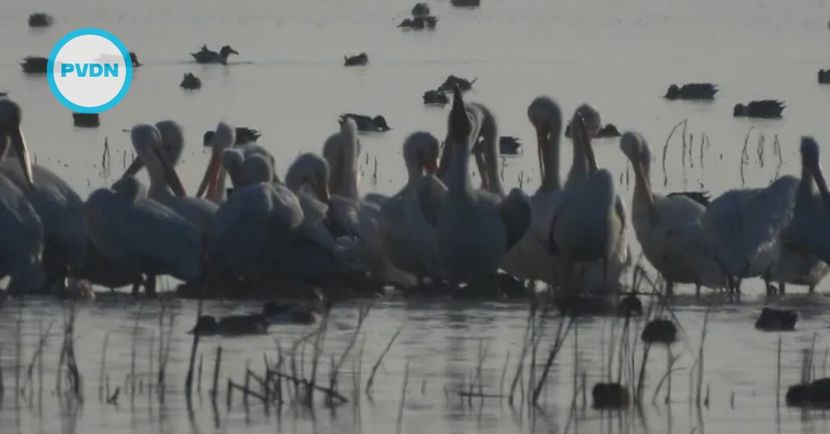 White pelicans return to Texcoco after 15-year absence