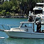 humpback whale freed