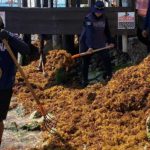 playa del carmen sargassum