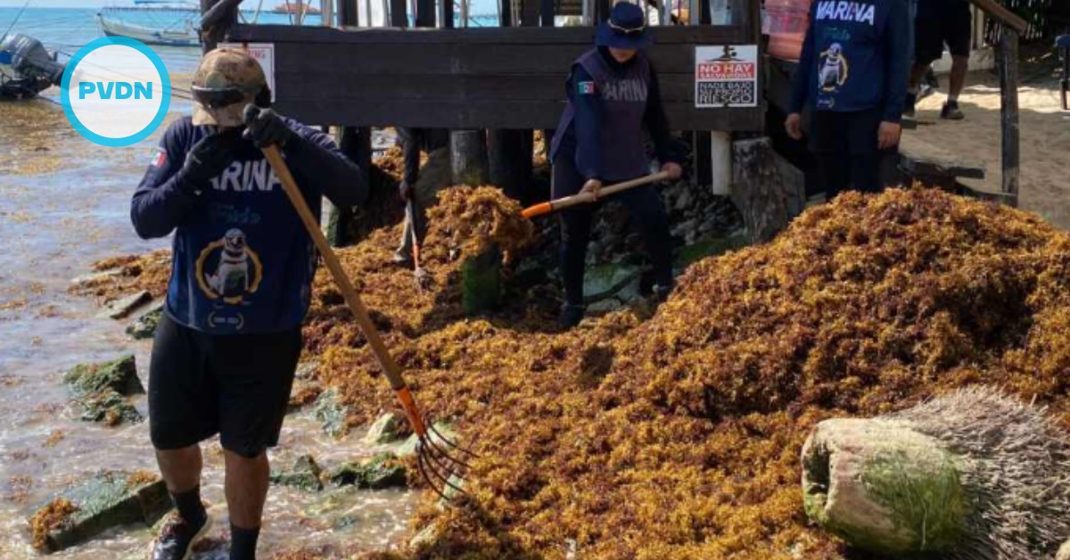 playa del carmen sargassum