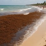 playa del carmen sargassum
