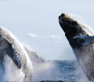 puerto vallarta whale season