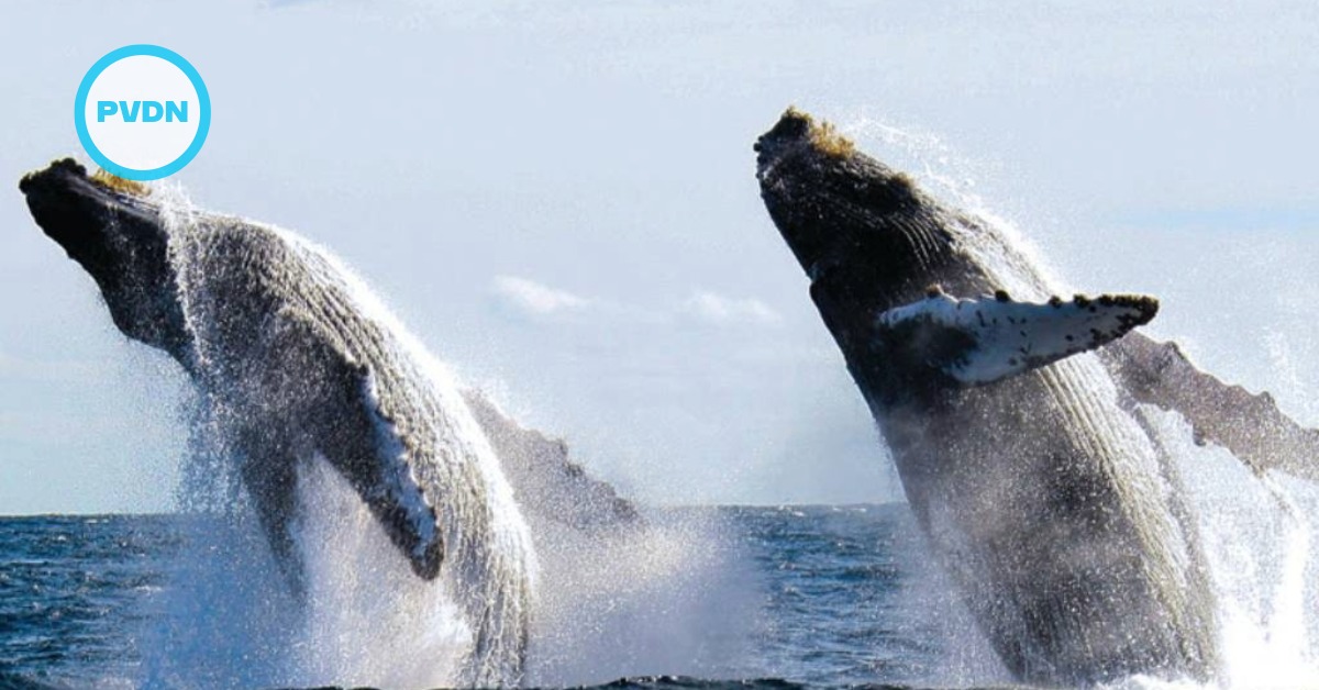 puerto vallarta whale season