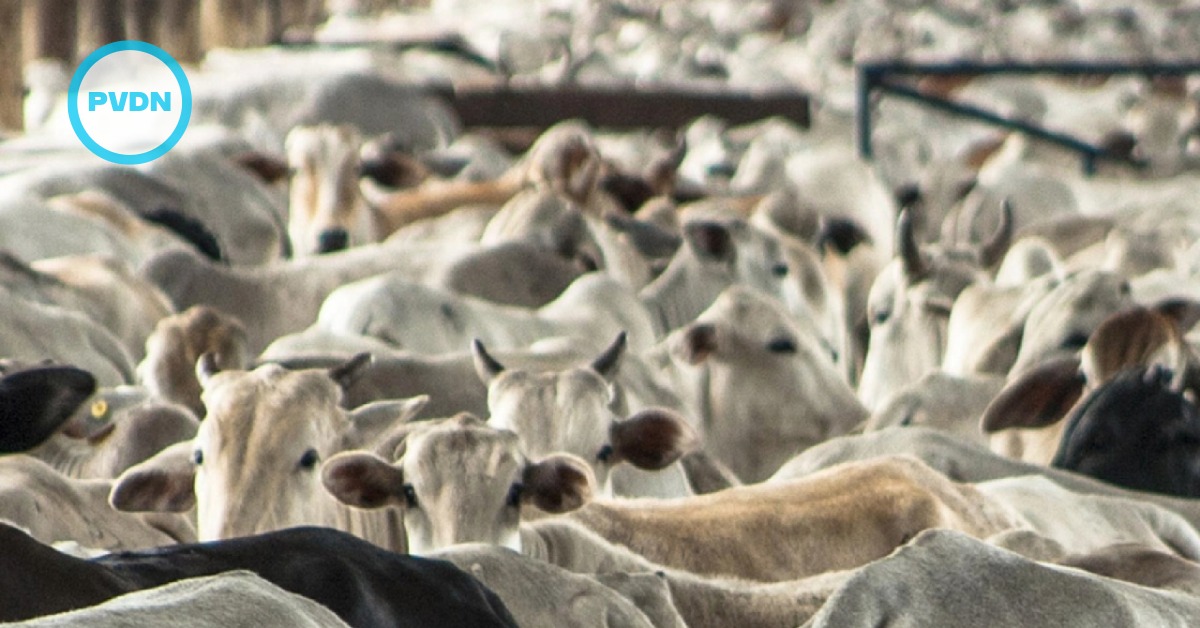 tariff-free meat imports