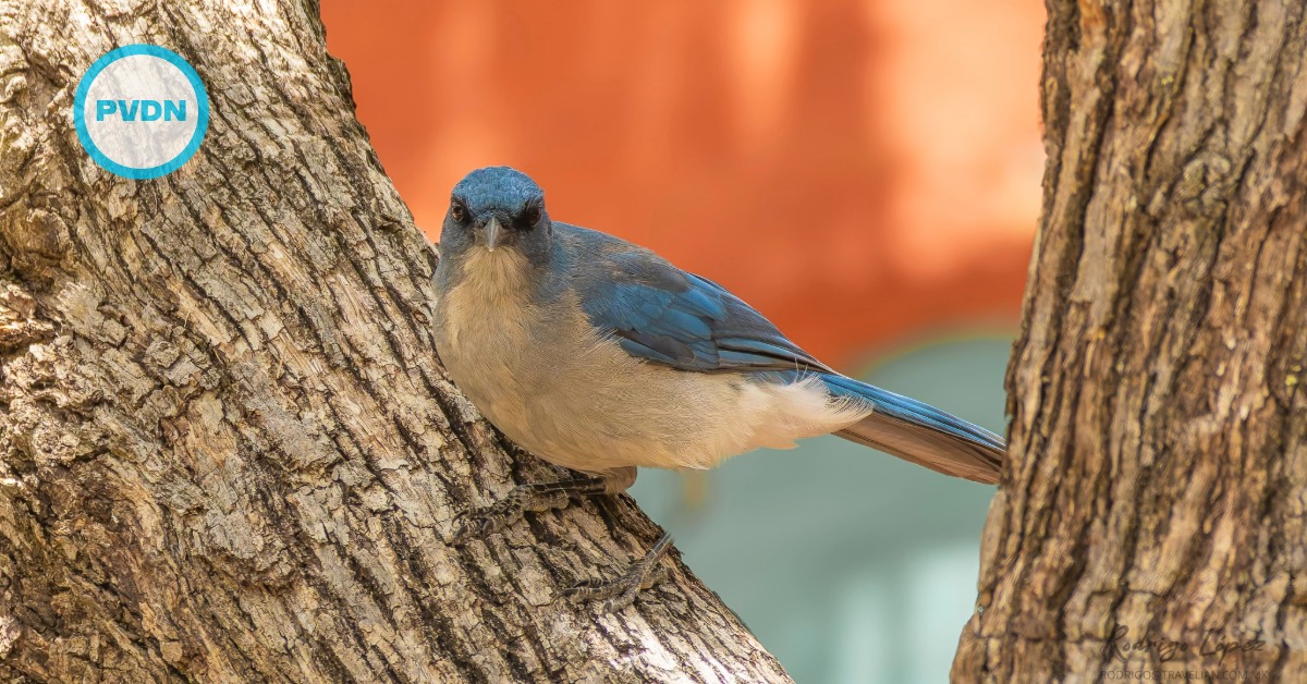 Birdwatching checks San Miguel’s environmental pulse