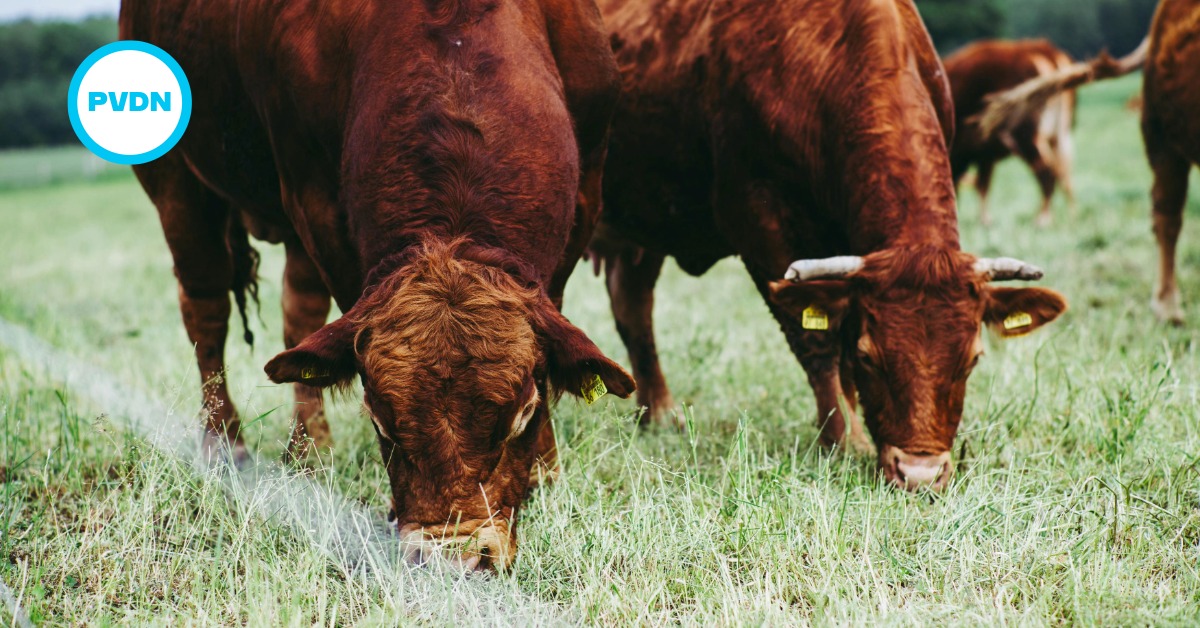 Canada beef sees Mexico as anchor for export shift