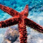 Cancún boosts beach patrols after viral starfish video