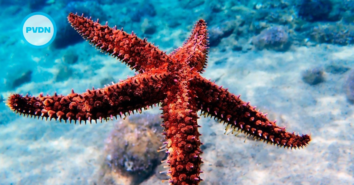 Cancún boosts beach patrols after viral starfish video
