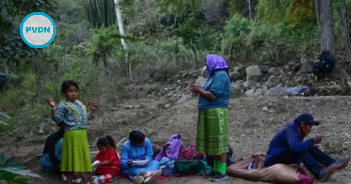 Cartels Drive Out Indigenous Communities for Gold and Timber