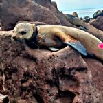 Los Cabos Sea Lions Rescued After Fishing Line Entanglements