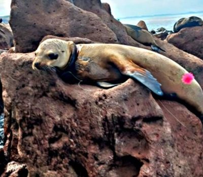 Los Cabos Sea Lions Rescued After Fishing Line Entanglements