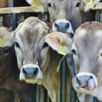 Mexico beef prices jump as extortion hits supply chain