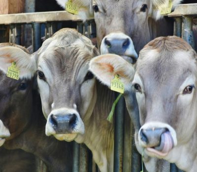 Mexico beef prices jump as extortion hits supply chain