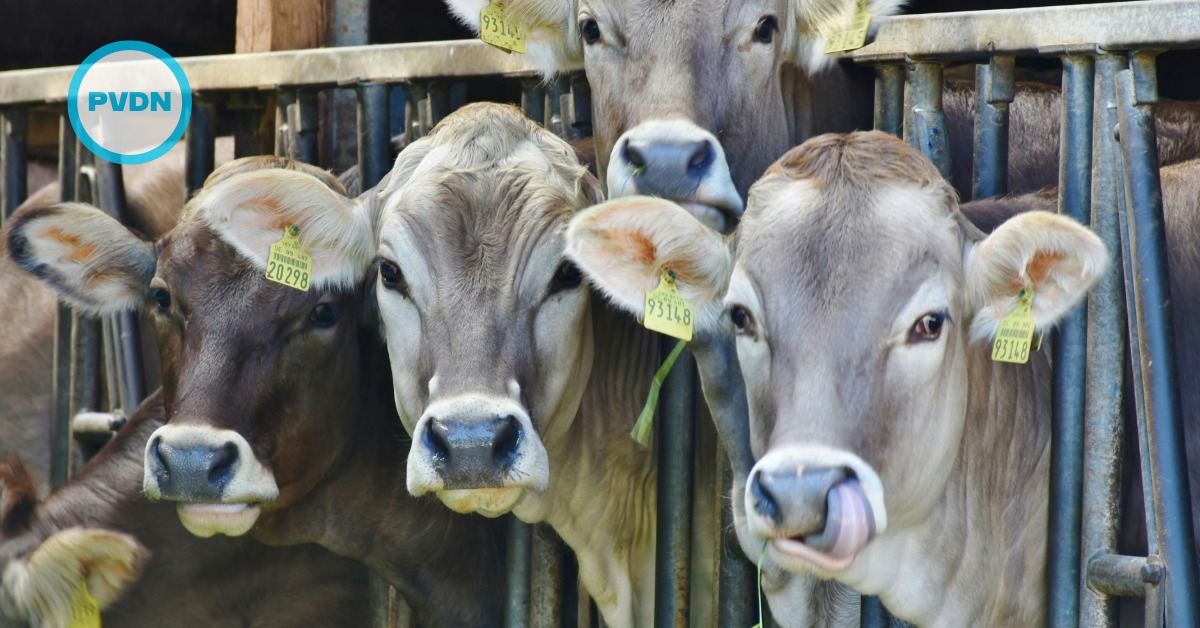 Mexico beef prices jump as extortion hits supply chain