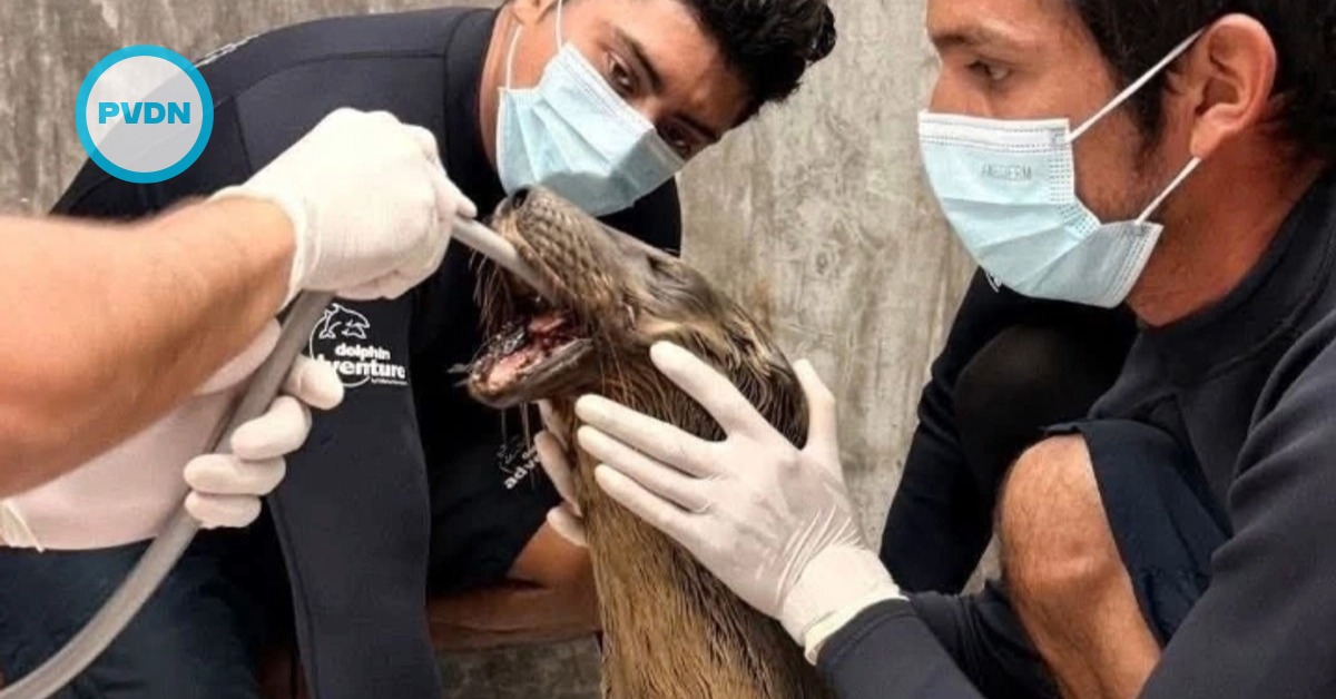 Nayarit sea lion with broken jaw headed for surgery