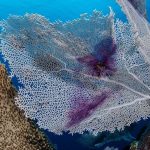 Playa del Carmen NGO restores corals, trains at-risk teens