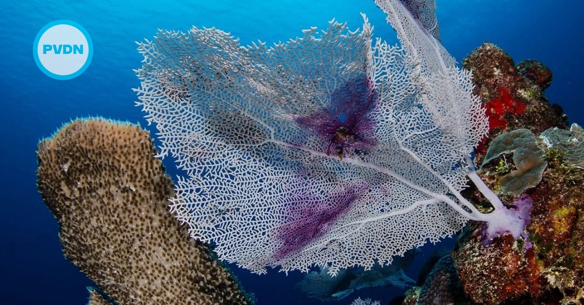 Playa del Carmen NGO restores corals, trains at-risk teens