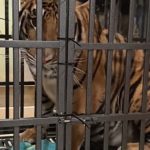 puerto vallarta tiger