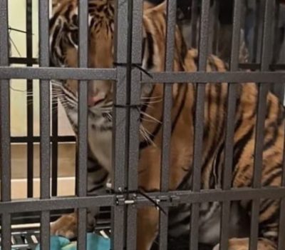 puerto vallarta tiger