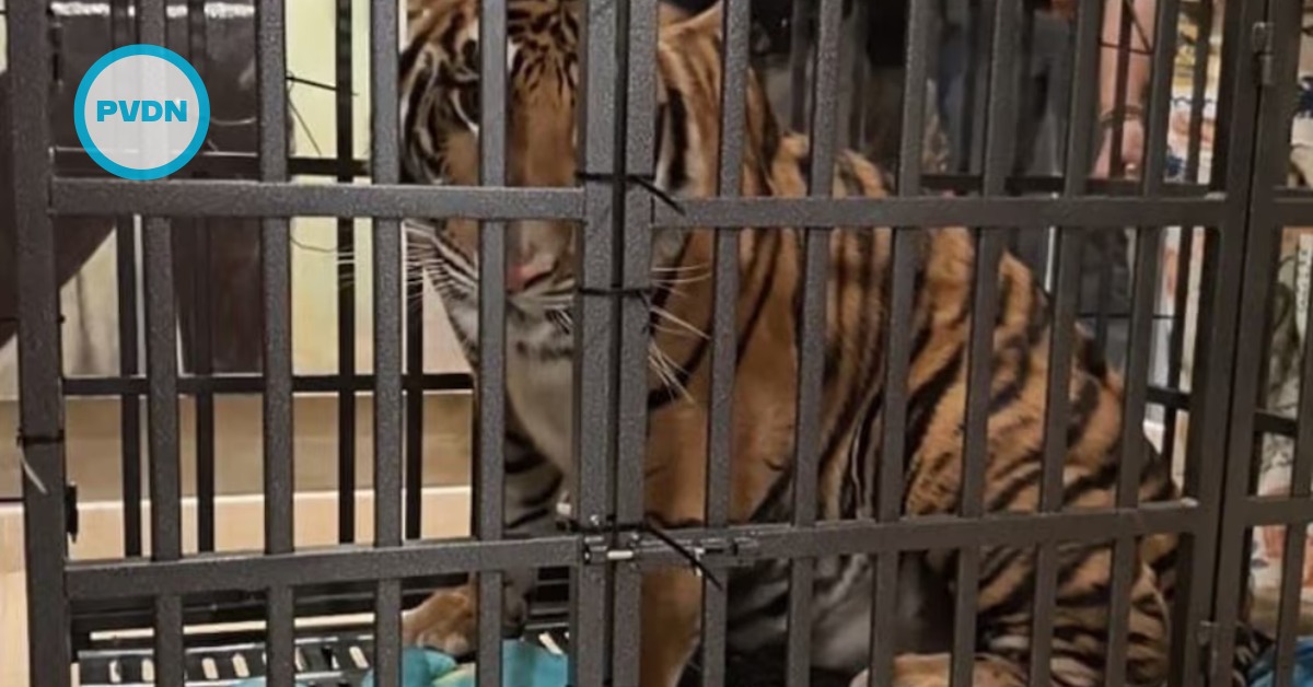 puerto vallarta tiger