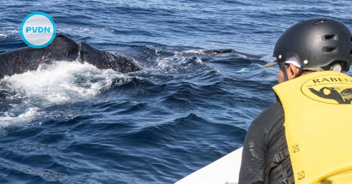 whale puerto vallarta