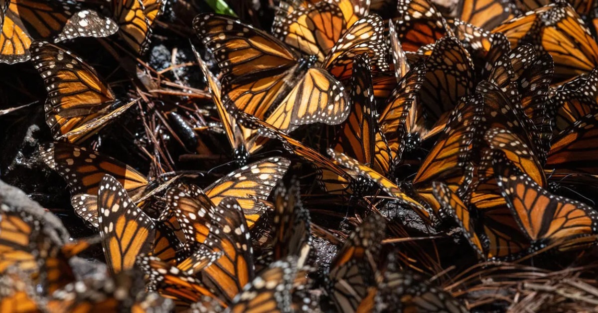 Monarch butterfly colonies rebound in Mexico this winter