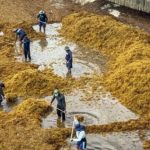 Playa del Carmen Still Lacks Rules for Offshore Sargassum
