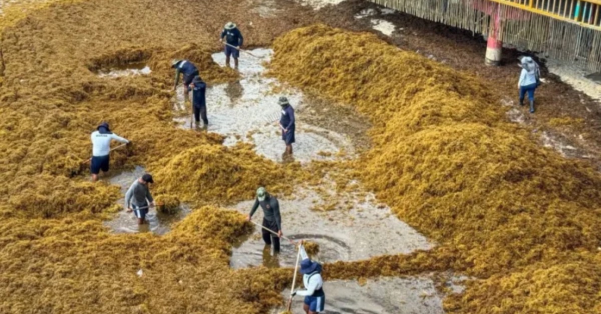 Playa del Carmen Still Lacks Rules for Offshore Sargassum