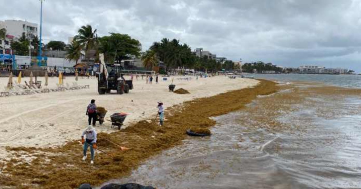 Playa del Carmen readies for a heavier sargassum season