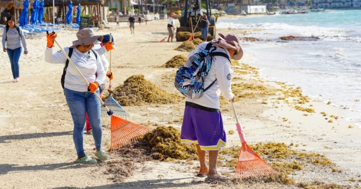 Playa del Carmen rolls out daily sargassum tracker